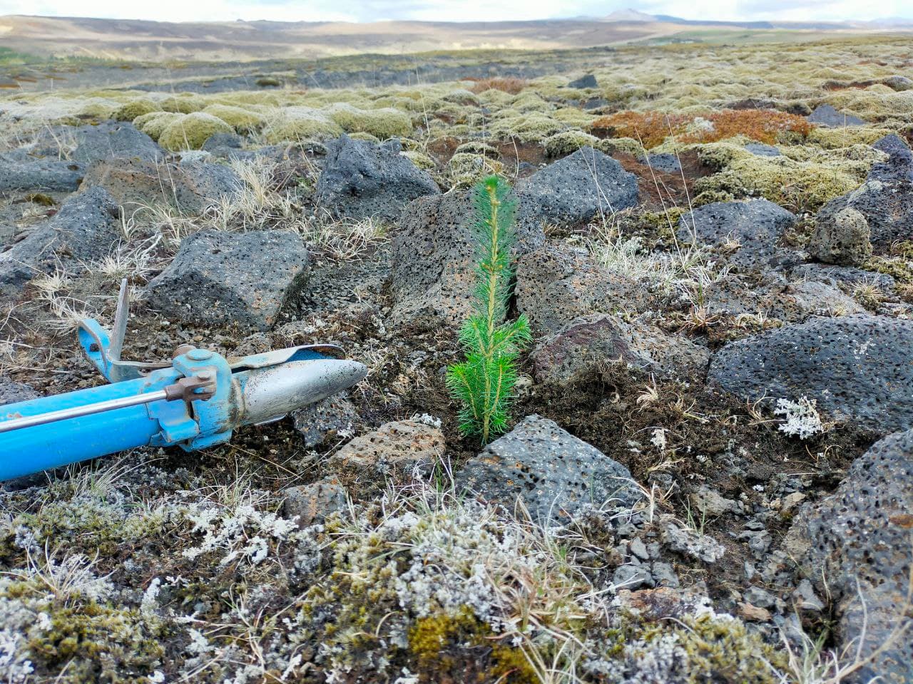 Iceland - 29.05. - 05.06.2021: Establishment of a mixed forest with approx. 20.000 trees on 10 hectares.