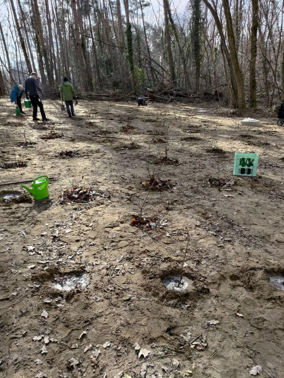 March 2024: Native diversity for Michendorf - planting 200 trees and shrubs